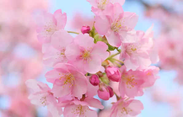 Macro, cherry, flowering