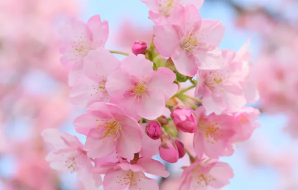 Picture macro, cherry, flowering