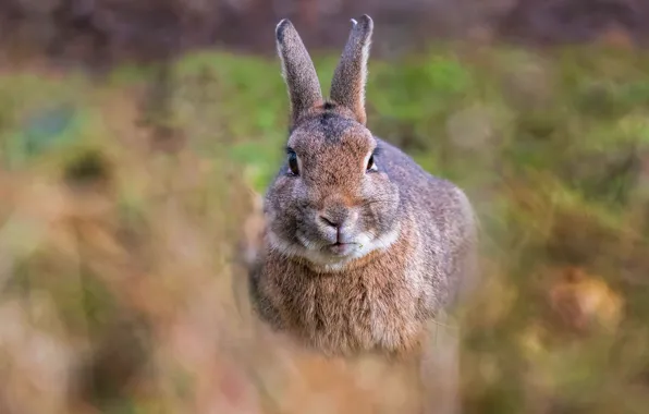 Field, grass, look, grey, glade, hare, portrait, blur