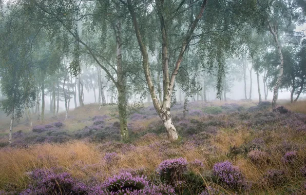 Picture summer, fog, morning, birch
