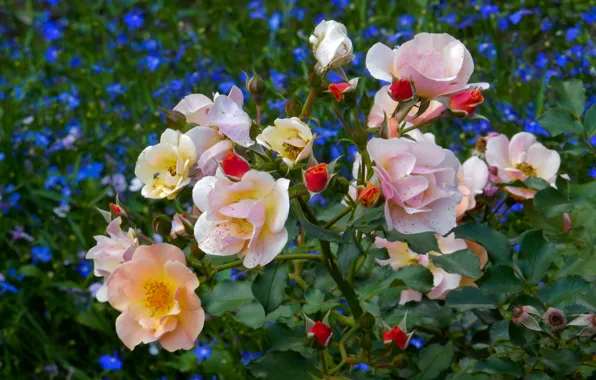 Flower, summer, flowers, widescreen, Wallpaper, glade, Bush, wallpaper