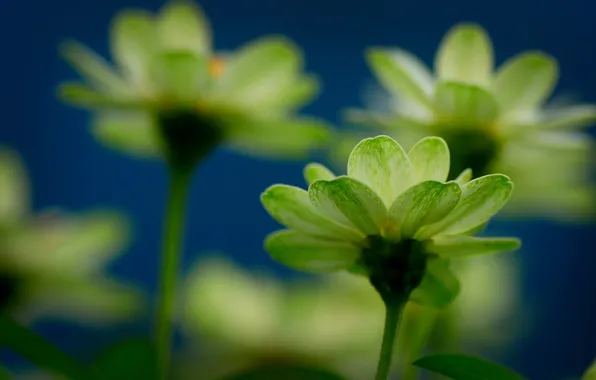 Picture flower, flowers, freshness, yellow, mood, focus, green, flowers