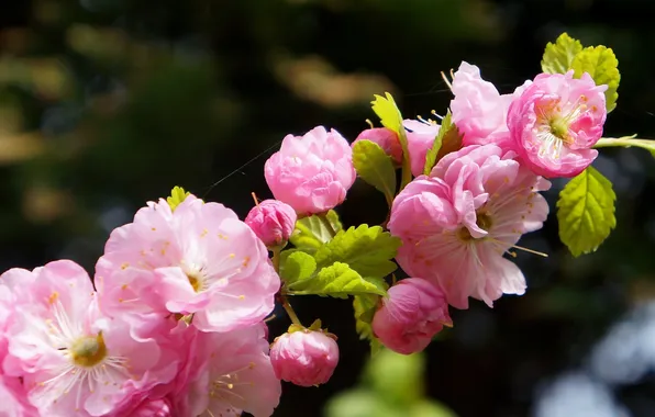 Flower, spring, blooming