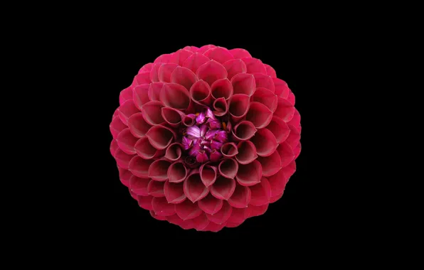 Wallpaper red, flower, golden ratio for mobile and desktop, section ...