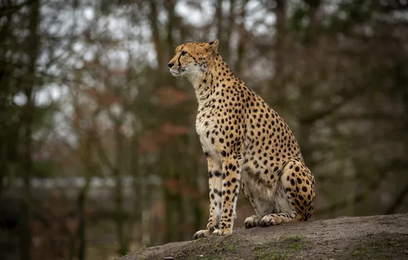 Picture stones, pose, bokeh, sitting, Cheetah