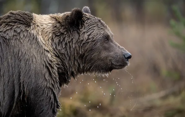 Picture face, bear, beast, Гризли