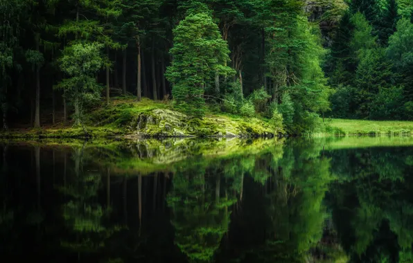 Picture forest, trees, nature, lake, reflection