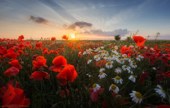 HORIZON, The SKY, FIELD, CLOUDS, SUNSET, CHAMOMILE, DAL, MAKI