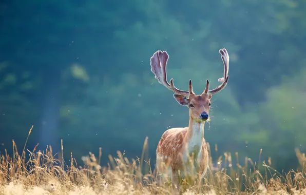 Picture grass, deer, horns