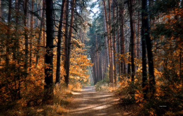 Picture road, autumn, forest, the sun, trees