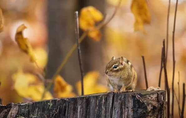 Autumn, forest, branches, foliage, stump, Chipmunk, bokeh