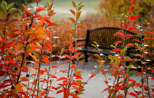 Autumn, Park, tree, plants, bench