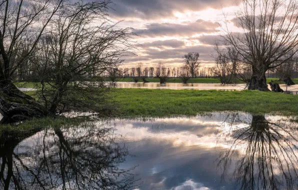 Picture field, nature, tree