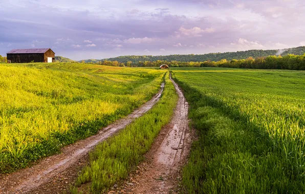Road, greens, field, autumn, forest, grass, clouds, dal