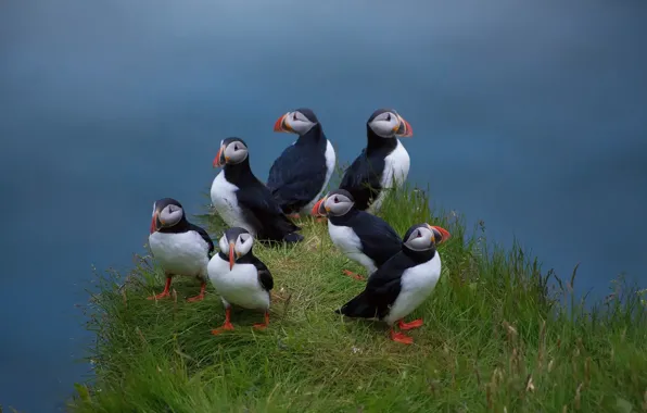 Picture birds, weed, family, Atlantic puffin, Deadlocks