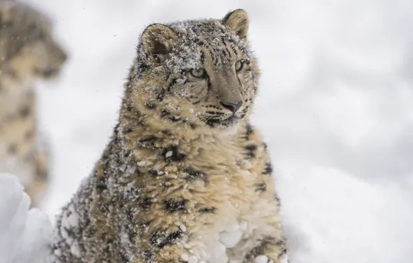 Face, portrait, predator, IRBIS, snow leopard, wild cat, snow leopard