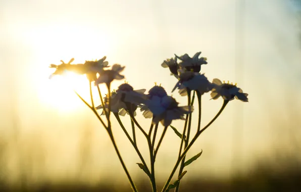Picture the sun, sunset, flowers, contrast