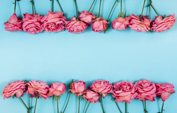 Flowers, roses, pink, pink, flowers, beautiful, blue background, roses