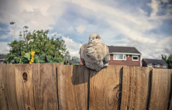 Bird, the fence, dove