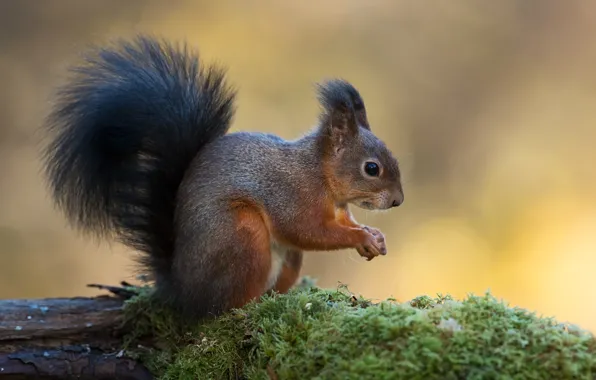 Moss, protein, bokeh, rodent