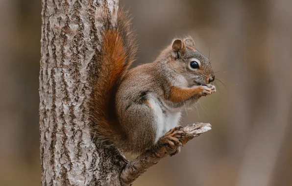 Picture protein, rodent, closeup