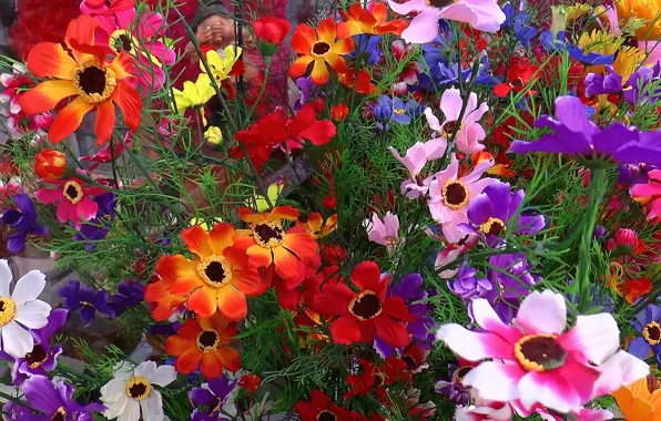 Background, chamomile, Flowers, beauty, bouquet, cover