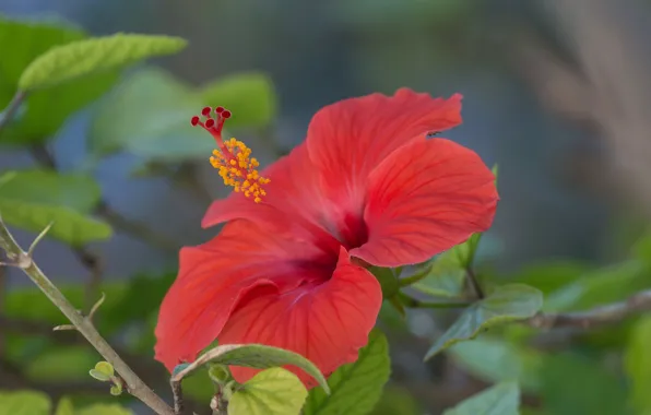 Petals, hibiscus, Chinese rose