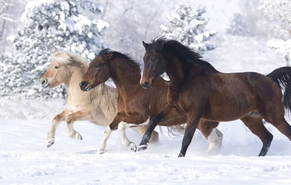 Picture winter, snow, horses, horse