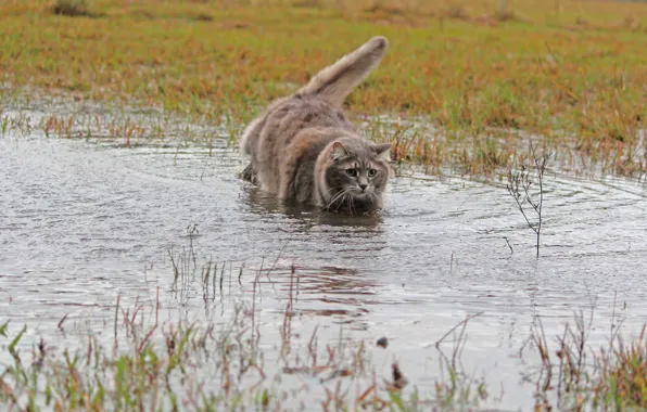 Cat, grass, water, wool