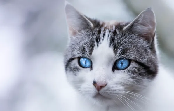 Cat, cat, look, portrait, muzzle, blue eyes