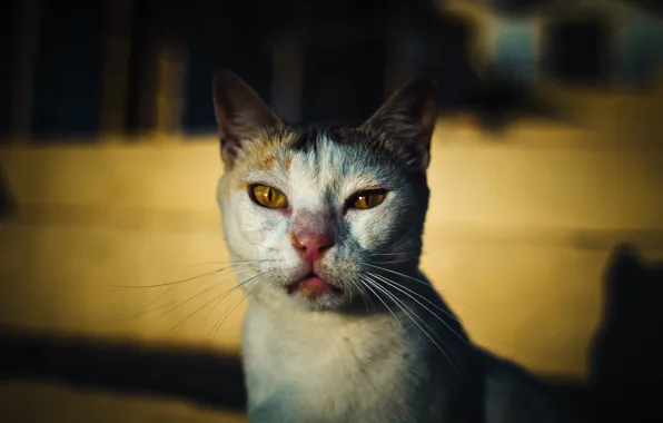 Cat, eyes, mustache, look, dawn, Cat, serious, ears