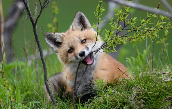 Picture grass, branches, red, Fox, cub, Fox