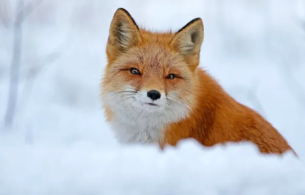 Winter, look, snow, nature, pose, portrait, muzzle, Fox