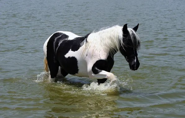 WATER, WHITE, HORSE, TAIL, BLACK, MANE, PAINTING