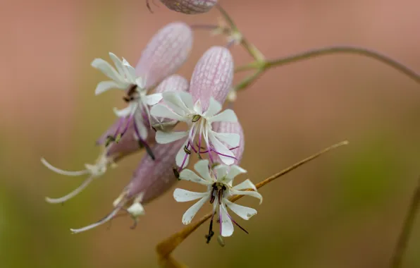 Field, summer, macro, flowers