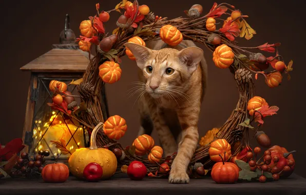 Background, lantern, pumpkin, red, decoration, Oriental cat, Svetlana Pisareva