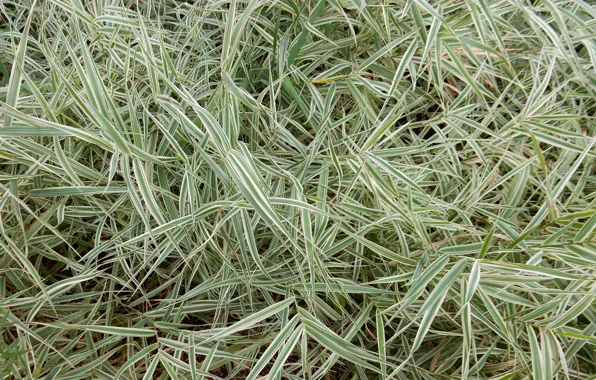 Grass, widescreen, Wallpaper, plant, texture, wallpaper, widescreen, background