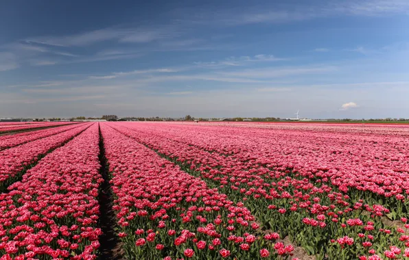 Field, clouds, flowers, spring, dal, horizon, space, tulips