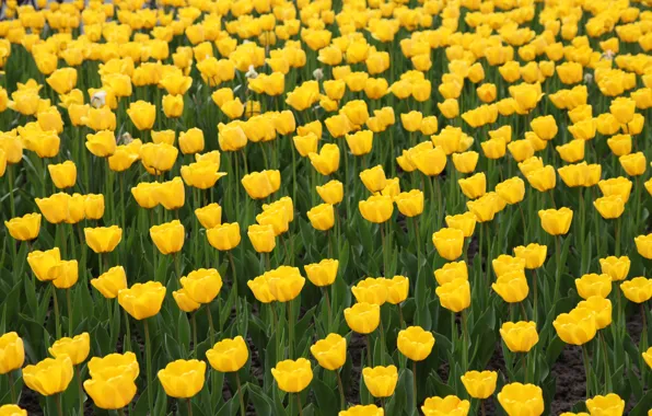 Yellow, tulips, flowerbed