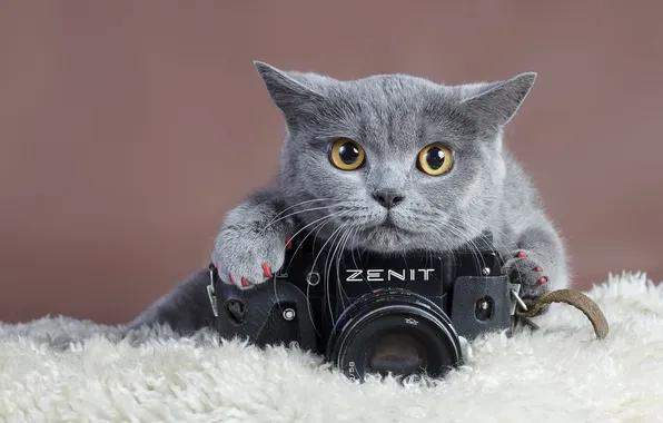 Picture cat, look, zenit