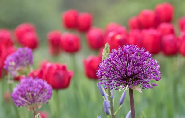 Picture field, macro, flowers, meadow, tulips