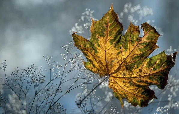 NATURE, COLOR, LEAF, SHEET, AUTUMN