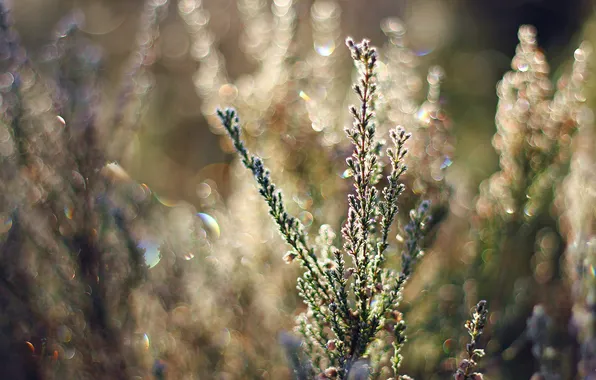 Grass, the sun, macro, light, sprig, plant, bokeh