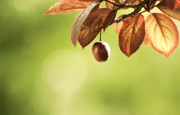 Picture leaves, macro, cherry, branch, blur