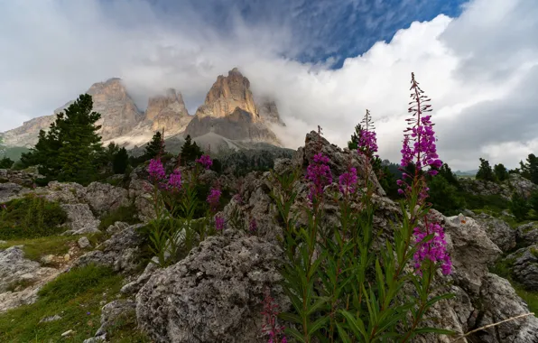 Flowers, mountains, Alps, pink, Ivan-tea, The Dolomites, fireweed