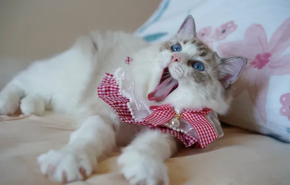 Language, cat, pose, paws, pillow, blue eyes, bow, kitty