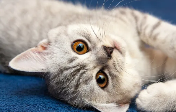 Cat, look, pose, kitty, grey, portrait, legs, cute