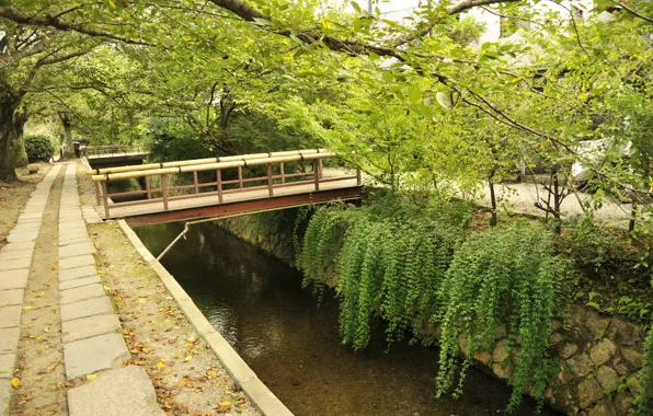 Trees, bridge, Japan, East, Kyoto, Kyoto