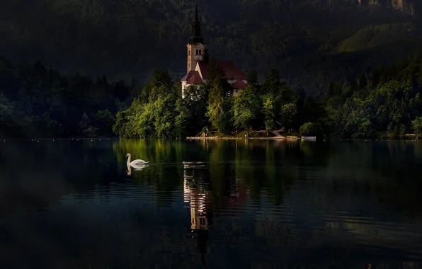 Lake, bird, Swan, Slovenia, Lake bled, Bled