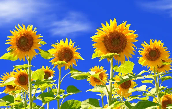Picture field, the sky, leaves, sunflower, petals